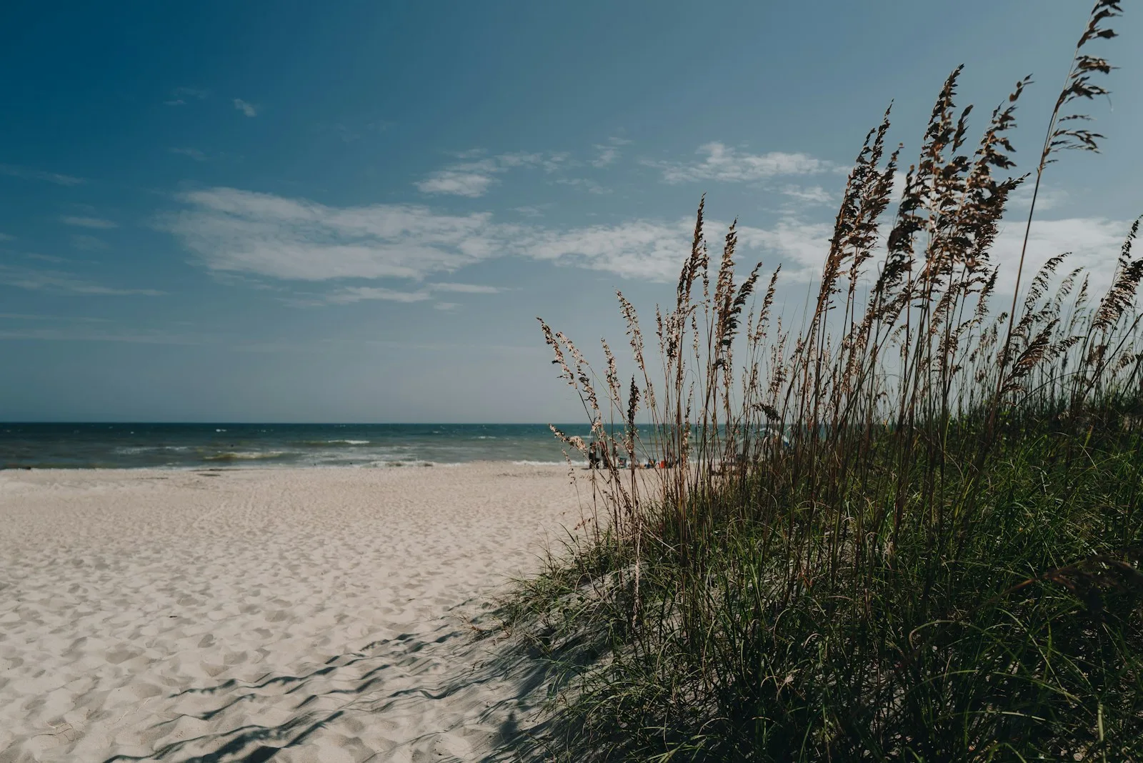 Sandy beach path lined with tall sea grass and dunes leading to the ocean on the Outer Banks of North Carolina in late spring