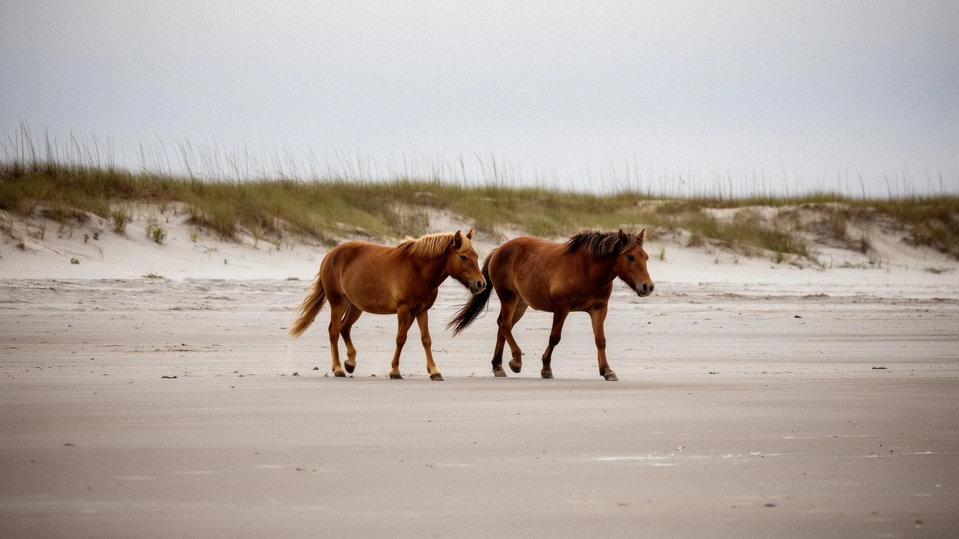 Wild horses roaming on a sandy beach at golden hour in Corolla, Outer Banks, North Carolina